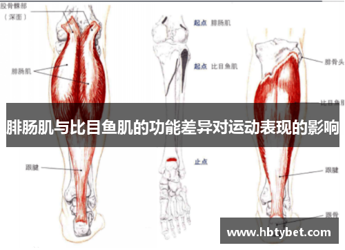 腓肠肌与比目鱼肌的功能差异对运动表现的影响